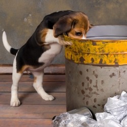 http://www.dreamstime.com/stock-photography-puppy-exploring-garbage-seven-weeks-old-adorable-little-beagle-can-image41955012